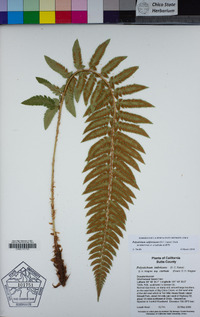 Polystichum californicum image