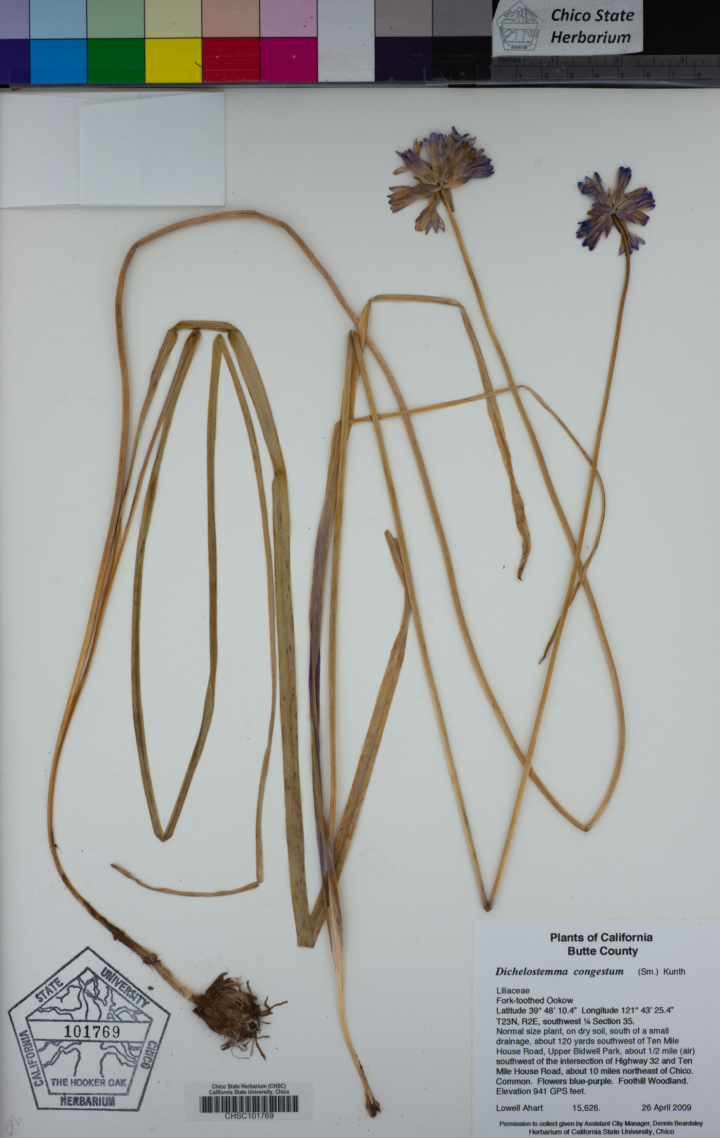 Dichelostemma image