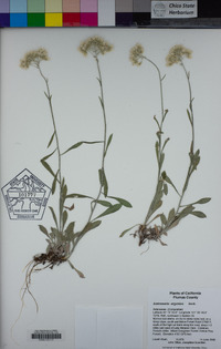 Antennaria argentea image