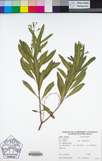 Image of Cuphea salicifolia