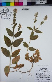 Stachys rigida image