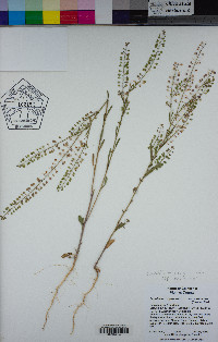 Lepidium virginicum image