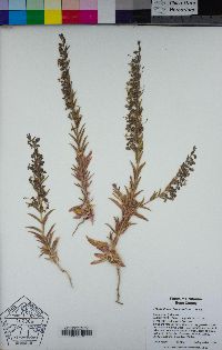 Trichostema lanceolatum image