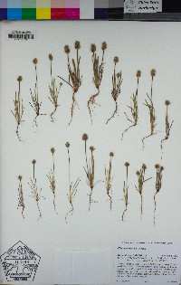 Plantago erecta image