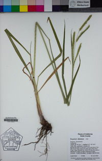 Paspalum dilatatum image