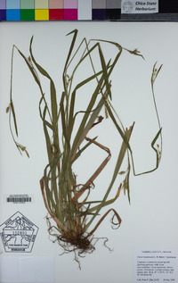 Carex hendersonii image