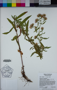 Symphyotrichum bracteolatum image