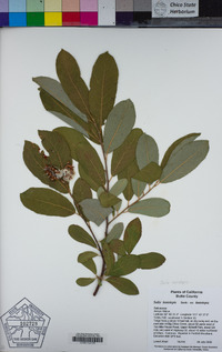 Salix lasiolepis image