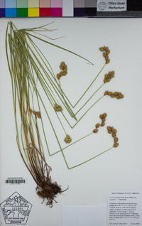 Carex scoparia image