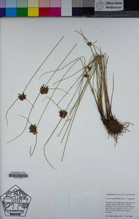 Cyperus niger image