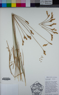 Carex davyi image