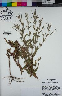 Epilobium ciliatum image