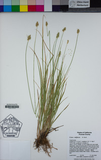 Carex subfusca image