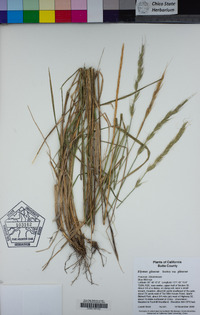 Elymus glaucus subsp. glaucus image