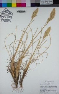 Poa macrantha image