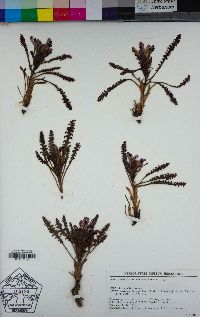 Pedicularis centranthera image