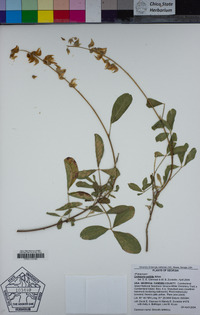 Image of Crotalaria pallida