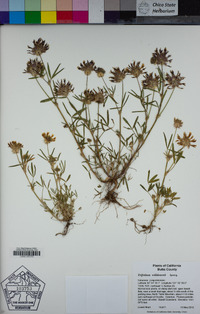 Trifolium willdenovii image