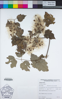 Clematis dioica image