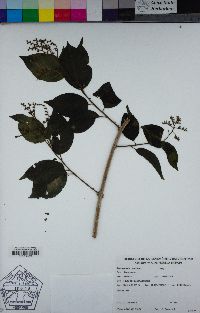 Image of Tournefortia maculata
