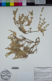 Atriplex watsonii image