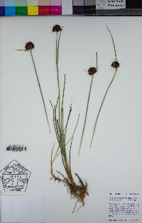 Juncus falcatus image