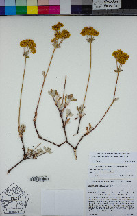 Eriogonum umbellatum var. furcosum image