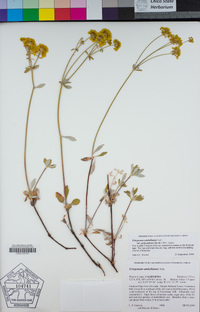 Eriogonum umbellatum var. furcosum image