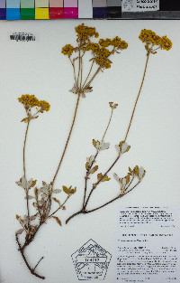 Eriogonum umbellatum var. furcosum image