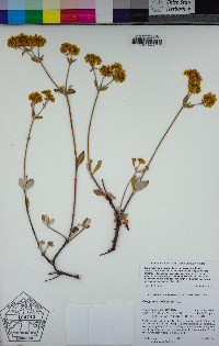 Eriogonum umbellatum var. furcosum image