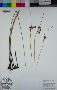 Juncus balticus subsp. ater image