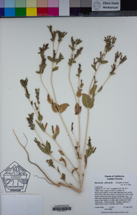 Mentzelia albicaulis image