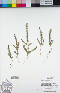 Lythrum hyssopifolia image