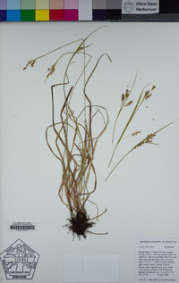 Carex aurea image