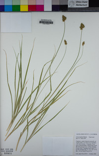 Carex harfordii image