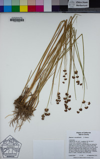 Juncus nevadensis image