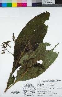 Image of Tournefortia acutiflora