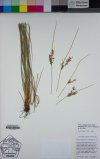 Juncus exiguus image