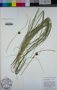 Carex harfordii image