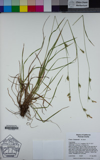 Carex lemmonii image