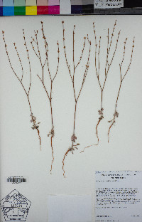 Eriogonum davidsonii image