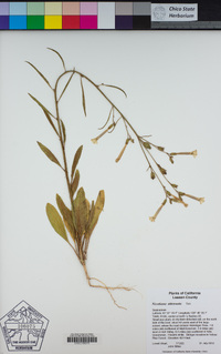 Nicotiana attenuata image