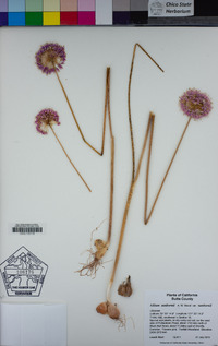 Allium sanbornii image