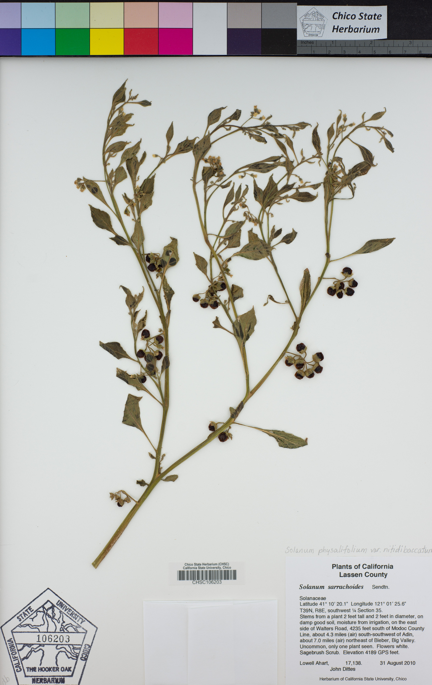 Solanum physalifolium image