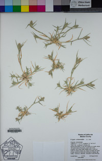 Crypsis schoenoides image