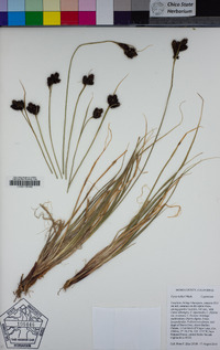 Carex helleri image