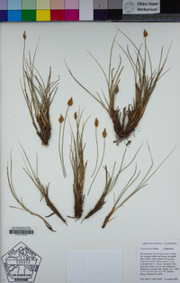 Carex breweri image