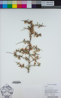 Prunus andersonii image