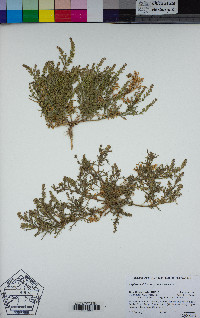 Lepidium strictum image