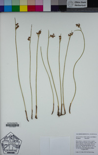 Juncus balticus image